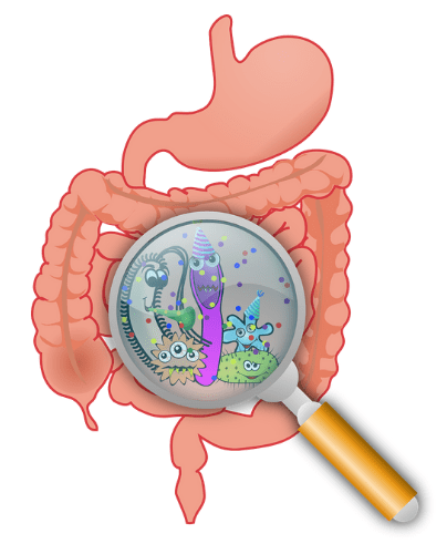 Gut health and the immune system 